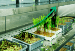 Blue Pearl Agriventures Q1 Results Highlights: Total Revenue Rises 90.3%, Profit Increases by 8%